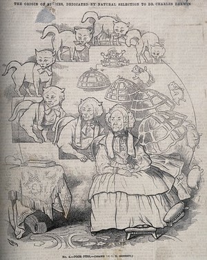 view The evolution of a cat into an old woman, and her stool into a dog into a man in a cage into her skirt; representing Darwin's theories. Wood engraving after C. Bennett, 1863.