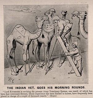 view Two army veterinarians, one up a ladder examining one of four camels which has artificial front legs. Wood engraving by E.T. Reed, 1906.