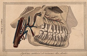 view An anatomical cross-section of a head showing teeth, arteries and veins. Coloured engraving by A. Tardieu.