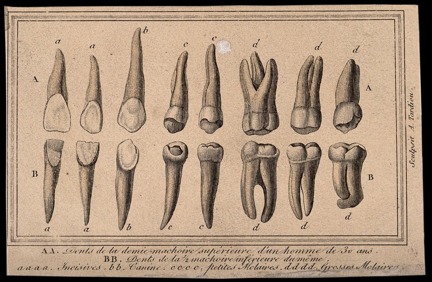 The incisors, canines, small and large molars of an adult human. Engraving by A. Tardieu.