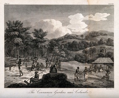 Slaves harvesting cinnamon near Colombo, Sri Lanka. Line engraving by Mutlow.