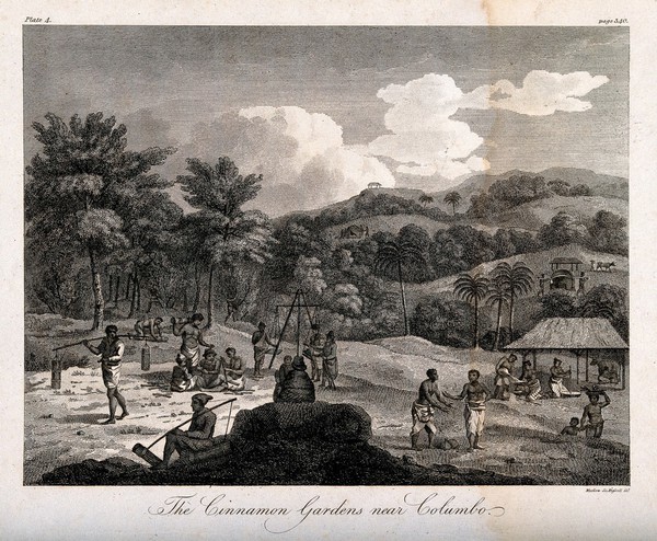 Slaves harvesting cinnamon near Colombo, Sri Lanka. Line engraving by Mutlow.