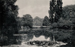 view Royal Botanic Gardens, Kew, Surrey: lake in the arboretum. Process print.