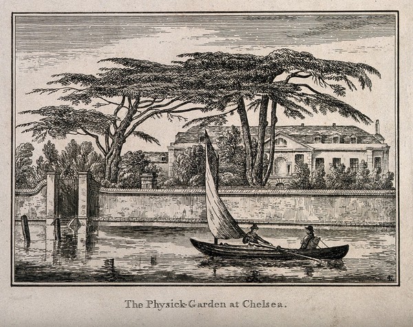 The Physick Garden, Chelsea: viewed from the Surrey bank with a boat on the river. Engraving.