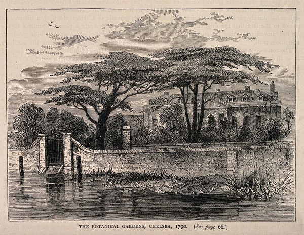 The Physick Garden, Chelsea: viewed from the Surrey bank. Wood engraving.