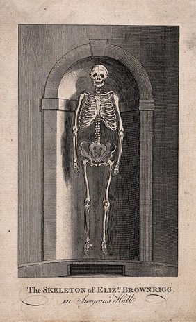 Elizabeth Brownrigg: her skeleton displayed in a niche at Surgeons' Hall, Old Bailey, London. Engraving.