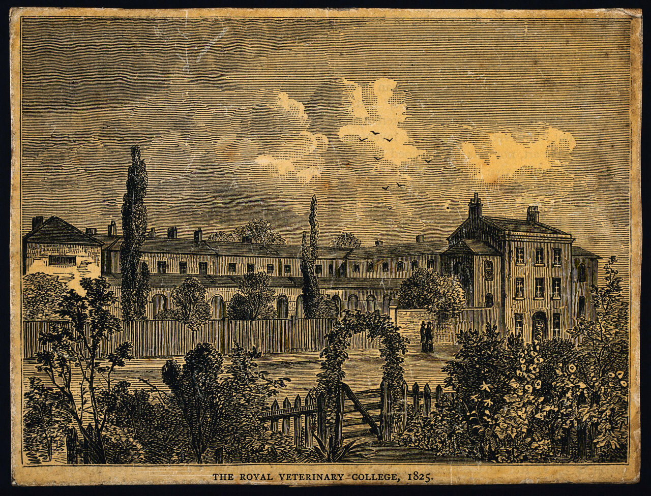 The Veterinary College, Royal College Street,