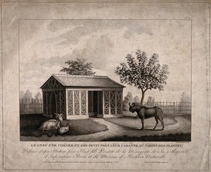 view A gnu and two goats in the Jardin des Plantes, Paris. Lithograph by the brothers Lambert after Huet fils.