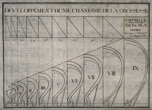 view A diagram showing the dilation and changes in a pregnant uterus from the first to ninth month. Etching.