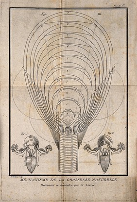 Three interior diagrams of a human uterus. Etching by G. Scotin.