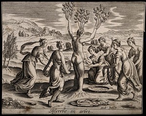 view Myrrha, being transformed into the myrrh tree, gives birth to Adonis. Engraving by M. Faulte, 1619.