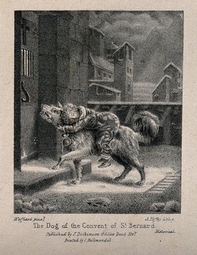 A rescue dog brings back a weary boy on his back to a hospice. Lithograph by A. Hoffay after Wafflard.