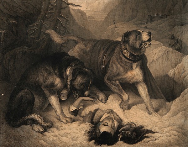 Two St. Bernard dogs with an avalanche victim, one tries to revive him while the other alerts the rescue party. Line engraving by J. Landseer, 1831, after E. Landseer.