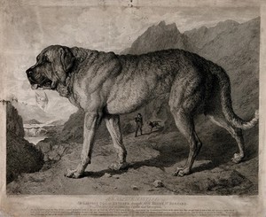 view St. Bernard Dog with mountainous background. Etching by T. Landseer after E.H. Landseer.