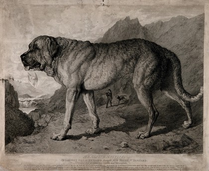 St. Bernard Dog with mountainous background. Etching by T. Landseer after E.H. Landseer.