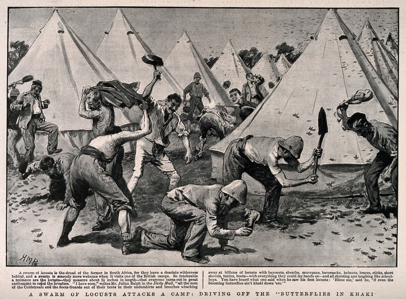 Boer War: soldiers in camp driving off a swarm of locusts with anything to hand. Halftone, c. 1900, after H. Paget., 1900, by Henry Marriott Paget
