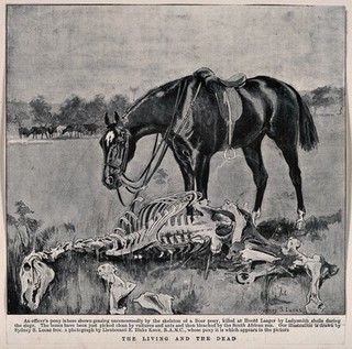 Boer War: a British officer's pony looking at the bones of a Boer's pony killed by a shell. Halftone, c. 1900, after S. S. Lucas after a photograph by E. Blake Knox.