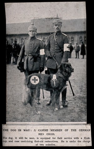 view World War One: two orderlies and a working dog of the German Red Cross. Halftone, c. 1916.