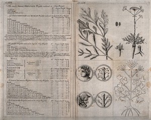 view Left, table of ancient Greek measures; right, the leaves, seed and roots of the Asa foetida plant. Engraving with etching.