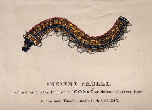 An amulet in the form of the Conaĉ or Murrain caterpillar used to ward off that particular creature. Coloured engraving.