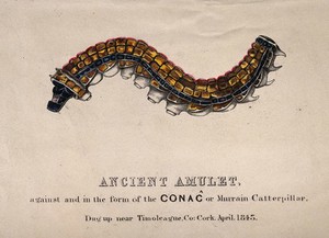 view An amulet in the form of the Conaĉ or Murrain caterpillar used to ward off that particular creature. Coloured engraving.