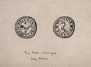 view Two coin-like amulets used to ward off vipers and the effects of their bites. Pen drawing.