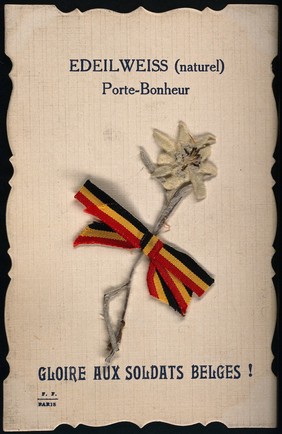 A postcard with a pressed sprig of Edeilweiss and ribbon of Belgium flag, saluting the Belgium soldiers. Pressed flower on card.