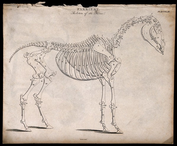 Skeleton of a horse: side view. Etching by J. Barlow, 1802.