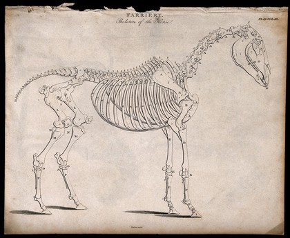 Skeleton of a horse: side view. Etching by J. Barlow, 1802.