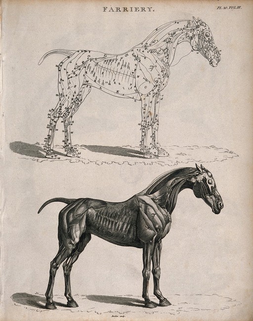 An écorché horse: two side views, below, an illustration showing the muscles, above, an outline diagram of the same. Etching by Barlow, 1790/1830?