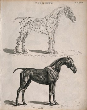 An écorché horse: two side views, below, an illustration showing the muscles, above, an outline diagram of the same. Etching by J. Barlow, 1802.