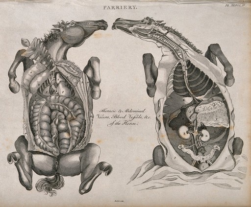 Two dissections of a horse's thorax and abdomen, seen from below, showing the internal organs and blood vessels. Etching by Barlow, 1790/1830?