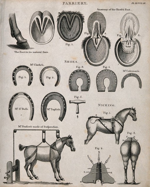 Farriery: seventeen figures including the anatomy of horses' hooves, a selection of horse-shoes, a horse suspended on a winching device, and apparatus for use in the tail 'nicking' procedure. Etching by Barlow, 1790/1830?