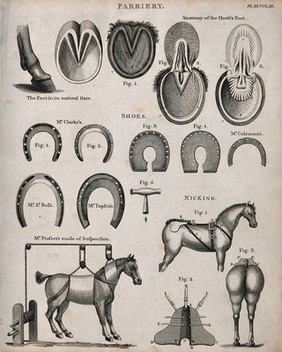 Farriery: seventeen figures including the anatomy of horses' hooves, a selection of horse-shoes, a horse suspended on a winching device, and apparatus for use in the tail 'nicking' procedure. Etching by J. Barlow, 1802.