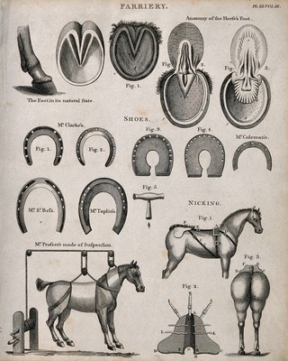 Farriery: seventeen figures including the anatomy of horses' hooves, a selection of horse-shoes, a horse suspended on a winching device, and apparatus for use in the tail 'nicking' procedure. Etching by J. Barlow, 1802.