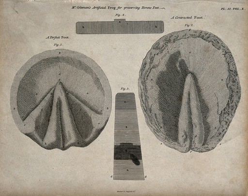 Horses' hooves, seen from below: four figures showing both perfect and contracted feet, demonstrating Mr. Coleman's 'artificial frog' for the preservation of horses' hooves. Etching by Barlow, 1790/1830?