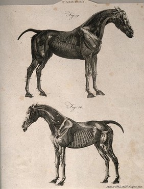 Two écorché horses: left and right side views. Line engraving with etching by A. Bell, 1770/1800?.