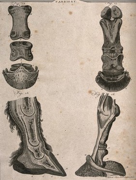 Horses' hooves: four dissections showing the anatomy of the ankle and foot of a horse. Line engraving with etching by A. Bell, 1770/1800?.