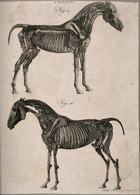 Two écorché horses: left and right side views. Line engraving with etching by A. Bell, 1770/1800?.