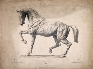 view An écorché horse in motion, facing left and with left foreleg flexed. Lithograph by J. Laurens after I. Bonheur, 1860/1870 (?).