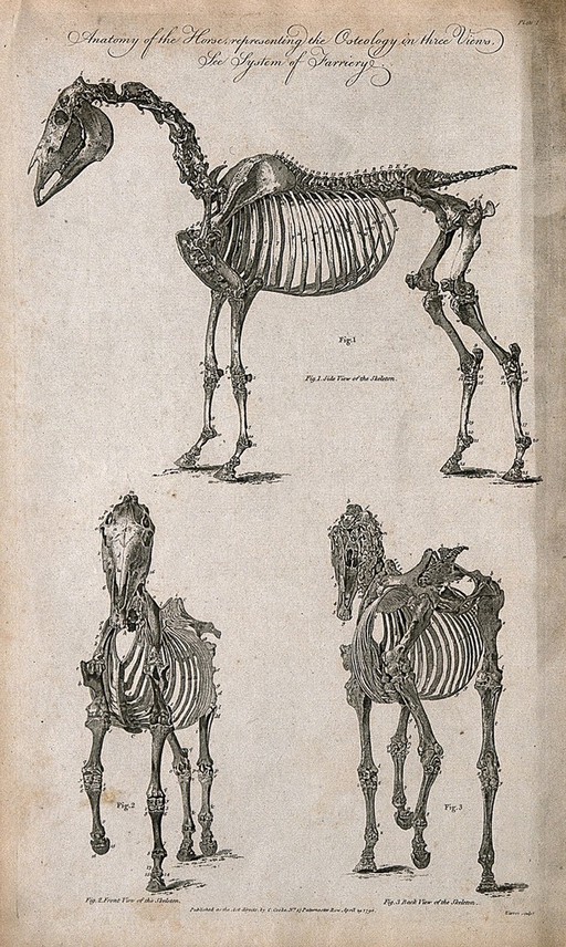 Skeleton of a horse: three views. Line engraving, by C. Warren, 1790.