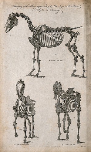 view Skeleton of a horse: three views. Line engraving, by C. Warren, 1790.