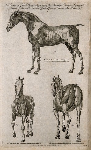 view Écorché horse: three views. Line engraving by Taylor, 1790.