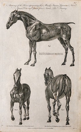 Écorché horse: three views. Line engraving by W. Grainger.