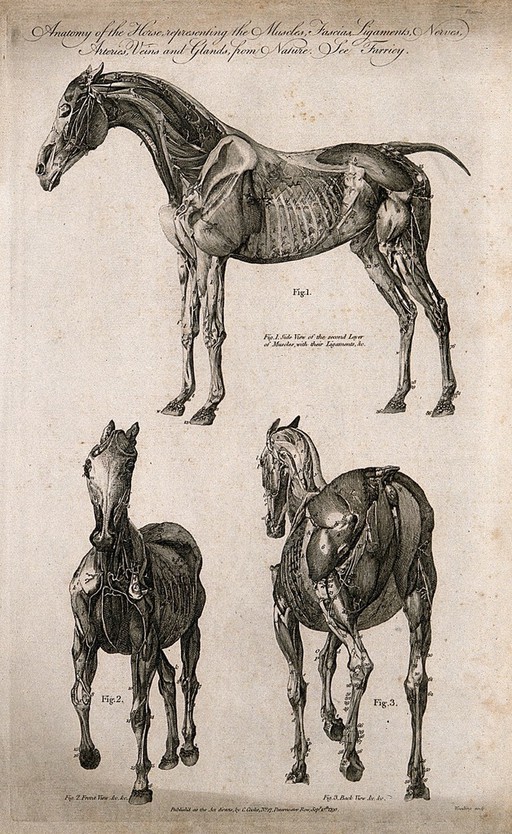 Écorché horse: three views. Line engraving by J. Wooding, 1790.