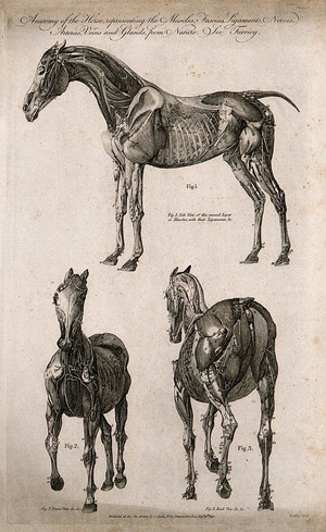 view Écorché horse: three views. Line engraving by J. Wooding, 1790.