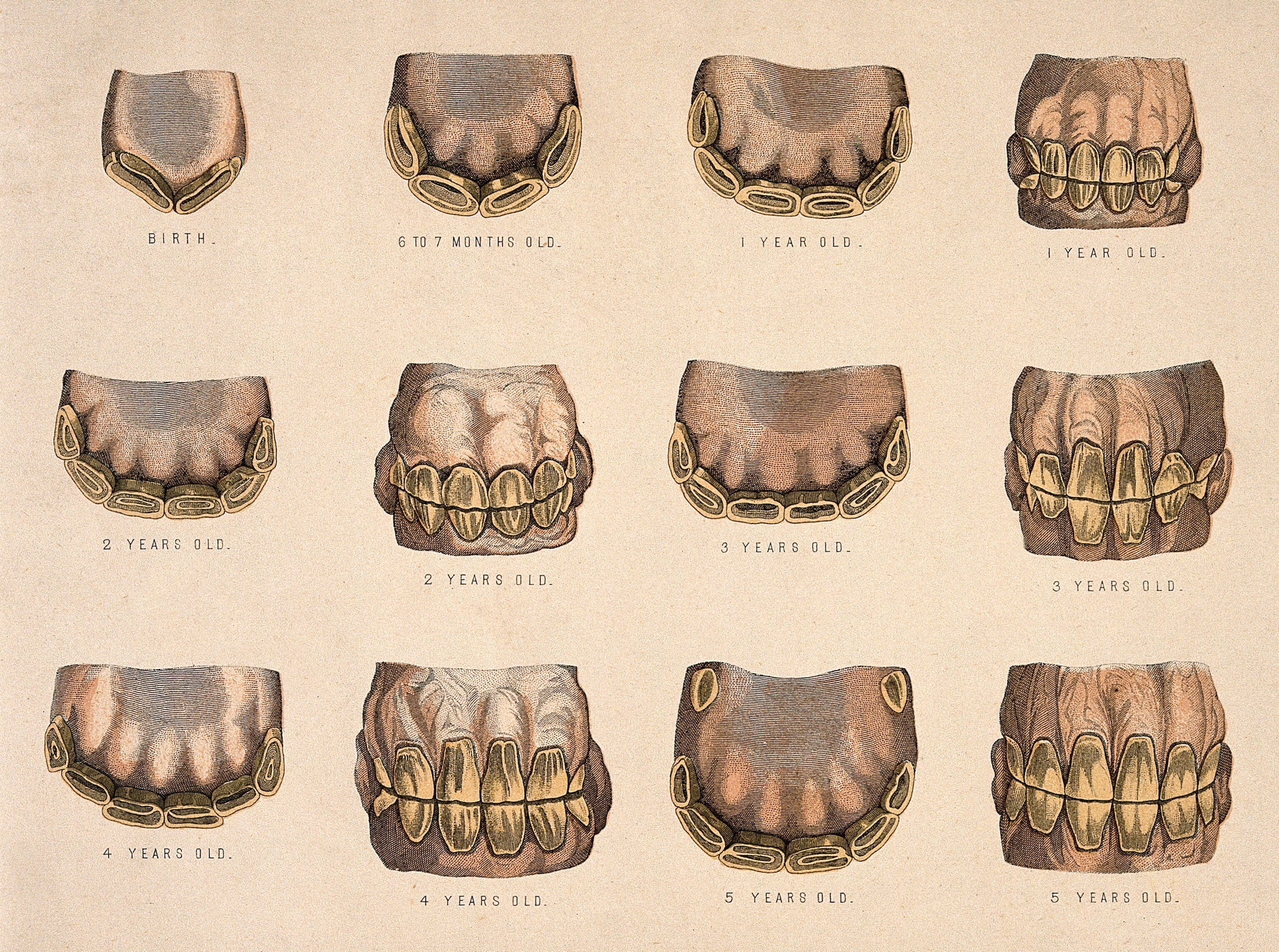 Horse's teeth showing development from six years old to extreme old