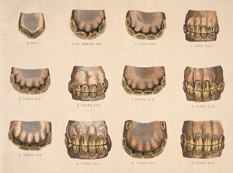 Horse's teeth: showing development from six years old to extreme old ...