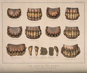 view Horse's head: five anatomical views showing bones and internal organs. Engraving after B. Herring, ca. 1860.