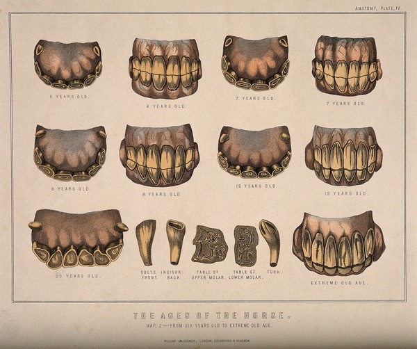Horse's head: five anatomical views showing bones and internal organs. Engraving after B. Herring, ca. 1860.